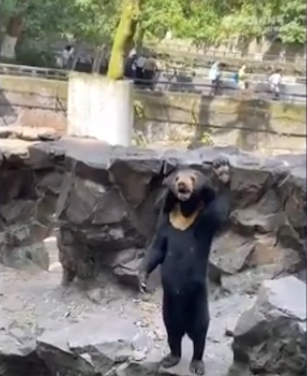 Nghi vấn người đóng giả gấu ở vườn thú Trung Quốc Nhận định của chuyên gia